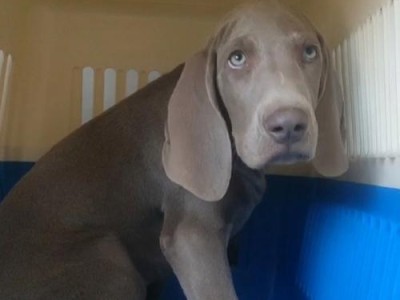 探究魏玛犬的特点与饲养技巧（了解魏玛犬的品种特征和训练方法）
