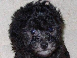 泰迪犬价格与灰色泰迪犬为何较贵（探究泰迪犬价格与灰色品种的背后原因）