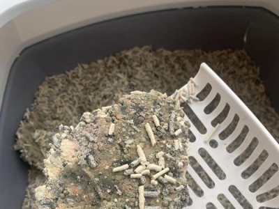 猫咪尿血，幼猫更要注意（猫咪尿里出现血水，可能是这些原因引起的）