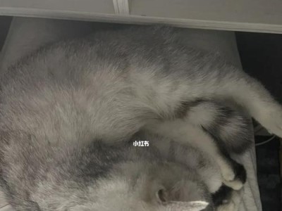 小猫疫苗种类（掌握不同种类的疫苗，让你的小猫更健康）