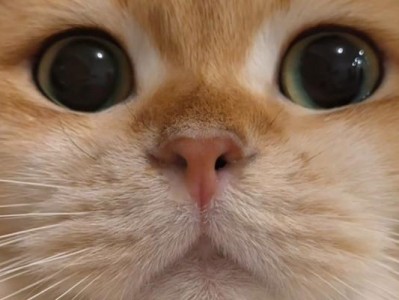 猫咪感冒的饮食调理（科学喂养关键，让猫咪早日康复）