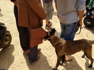 以男子狗市出售边境牧羊犬，报价1600元，值得购买吗？（边境牧羊犬的品质和价格是否匹配，为您解析一下）