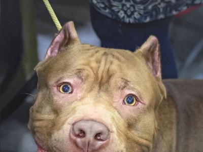 以斯塔福犬的换牙时期及注意事项（以斯塔福犬换牙的时间、过程和保健方法）