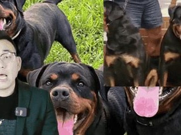 罗威纳犬生产后的饮食指南（为您的罗威纳犬提供最佳的饮食选择）