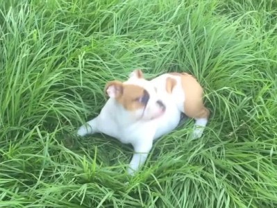 狗狗为何会吃草？（探究狗狗咕咕叫的原因和解决方法。）