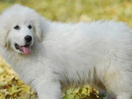 如何制定适合大白熊犬的护理时间表（大白熊犬的最佳护理计划——每日细节护理）