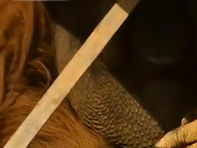 如何科学地减肥给杜高犬（掌握正确方法，让宠物健康瘦身）