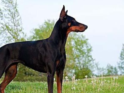 杜宾犬美容（掌握美容技巧，让你的杜宾犬在众多宠物中脱颖而出）
