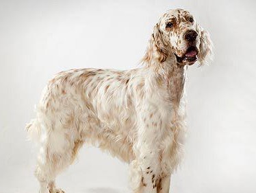 英国雪达犬的养护方法（如何给宠物雪达犬提供良好的饲养环境）