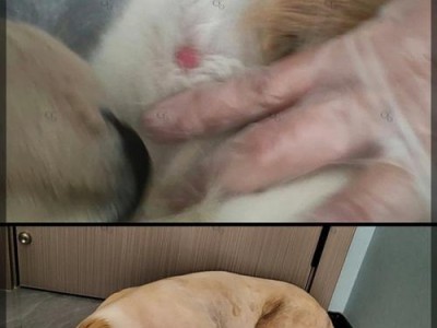 正确驱虫，让你的狗狗健康快乐（给狗狗驱虫的正确方法及注意事项）