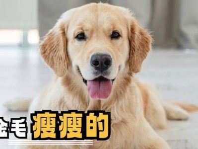 金毛犬为什么不长个？（探究金毛犬成为中型犬的原因及身体特征）