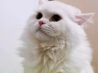 猫折尾的形状与类型（探索猫折尾的多样性和特征）