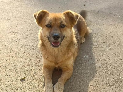 如何正确饲养0-8个月的幼犬（关爱、训练、营养，让你的幼犬健康成长）