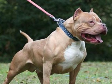 探秘咖啡色比特犬的血统之谜（揭开咖啡色比特犬神秘血统的历史和特征）
