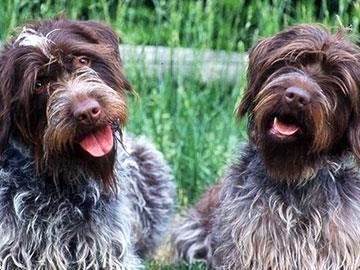 如何给你的刚毛犬提供最佳护理？（学会以正确的方式为你的宠物犬提供满意的刚毛护理。）