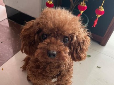小狗泰迪的色彩奇观（发现泰迪犬最美丽的毛色）