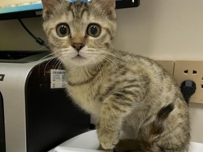 母猫为什么会眼皮？（探寻母猫眼皮的起源与功能）