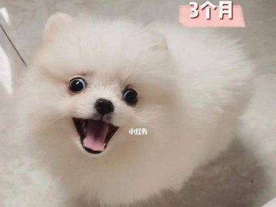了解狗儿的饮食偏好和注意事项（了解狗儿的饮食偏好和注意事项）