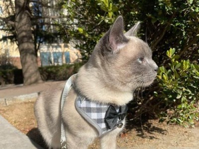 暹罗猫的饲养方法详解（掌握这些技巧，让暹罗猫健康快乐成长）