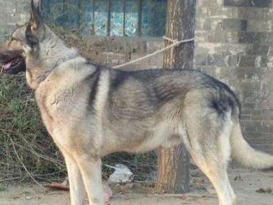 狼青犬饲养全指南（如何养好狼青犬？）