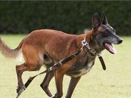 《以马犬的多样色彩与黑马犬的珍贵价值》（探究以马犬丰富的毛色与黑色品种的稀缺性）