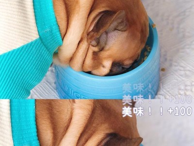 小狗尚未断奶时应该吃什么？（为你的小狗提供适当的营养是关键）