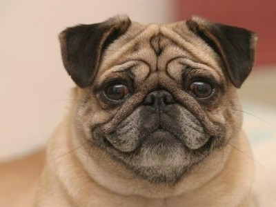 养巴哥犬的6个重要事项（了解养巴哥犬的注意事项，让它健康快乐成长）