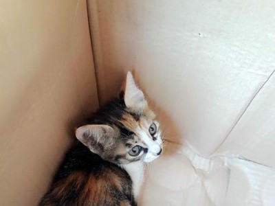 宠物小猫的便便为什么干不干？（探讨小猫便便干不干的原因以及出现血迹的可能性）