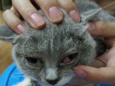 小猫眼睛为什么会突出来？（探秘小猫眼睛的秘密与健康保护）