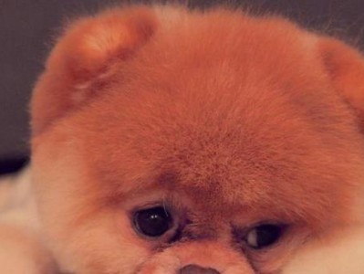 狗听什么声音？（探索狗对不同声音的反应）