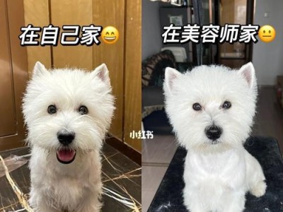 丹迪丁蒙梗的饲养全攻略（了解丹迪丁蒙梗的生活习性，打造健康快乐的陪伴）