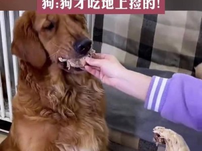 金毛犬为何如此贪食？（探究金毛犬对食物的狂热爱好）