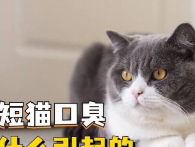 猫眼睛肿且口臭的原因及处理方法（猫眼睛肿且口臭的症状及其可能的健康问题）