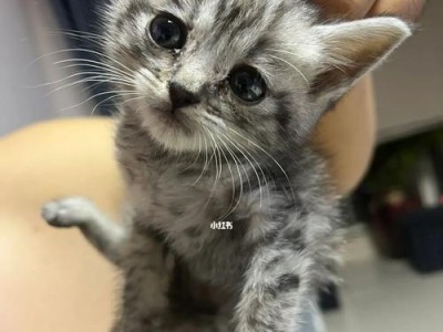 猫的品相（品相决定一切，如何挑选最适合自己的猫咪？）