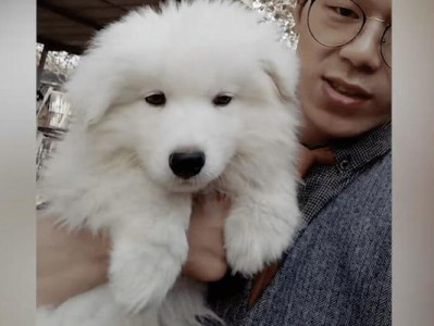如何帮助训练萨摩耶犬（从基本训练到高级技巧，让你的萨摩耶犬成为听话的好宠物）