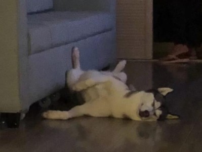 狗狗为什么不吃饭老咬东西？（探究狗狗不吃饭和咬东西的原因及解决方法）