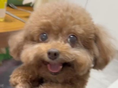 狗狗爪子的臭味（揭秘狗狗爪子为何会产生异味及有效的清除方法）