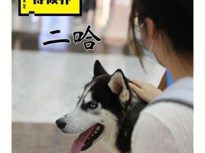 小哈士奇绝育的重要性（保护健康，赢得幸福）