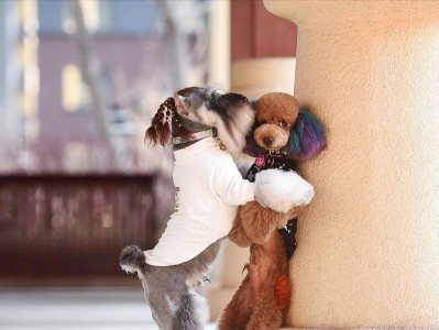 金毛犬交配注意事项及最佳时间选择（关于金毛犬交配的重要信息和指导）