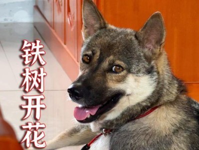 狗狗怀孕的时机与注意事项（了解狗狗的生理周期及繁殖健康）
