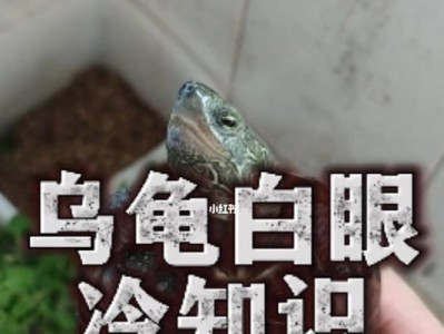 白眼鸫的饲养指南（全面了解白眼鸫的饲养技巧及注意事项）