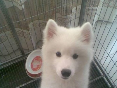 解析萨摩上火的特征及预防方法（了解萨摩犬上火的症状及饮食调理）