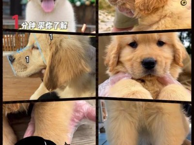 金毛幼犬健康成长的关键——合理饮食及骨架发育（为您的金毛宝宝提供全面的饮食营养，助其健康成长）