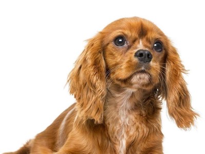 探究查理王犬的标准身高体重（宠物爱好者必读！查理王犬的健康指南）