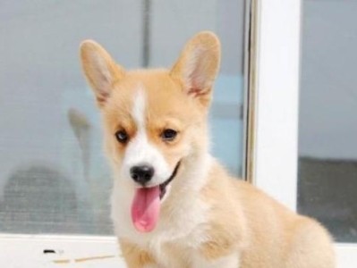 柯基犬日常饲养要点（宠物犬健康和快乐的关键）