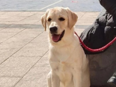 拉布拉多幼犬的饮食需求——三个月大的宝贝吃什么？（了解幼年和成犬的食物差异，关注营养均衡的关键）