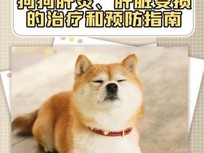 狗狗肝脏受损的治疗药物和饮食建议（了解狗狗肝脏受损后的药物治疗和饮食调整，帮助狗狗恢复健康）
