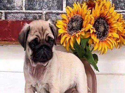 八哥犬主食选择之指南（了解八哥犬的饮食需求，让你的爱宠健康成长）