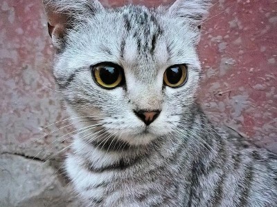 揭秘猫咪抑郁（探索猫咪抑郁的症状及应对策略）
