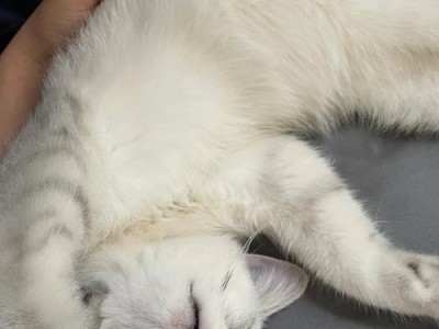 小猫热爱午睡，如何让它健康成长？（以宠物为主，探讨小猫喜欢睡觉的原因和解决方法。）